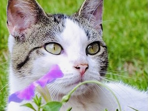 がるちゃん猫カフェ63号店 開店しました♪（初めての方も大歓迎!!）