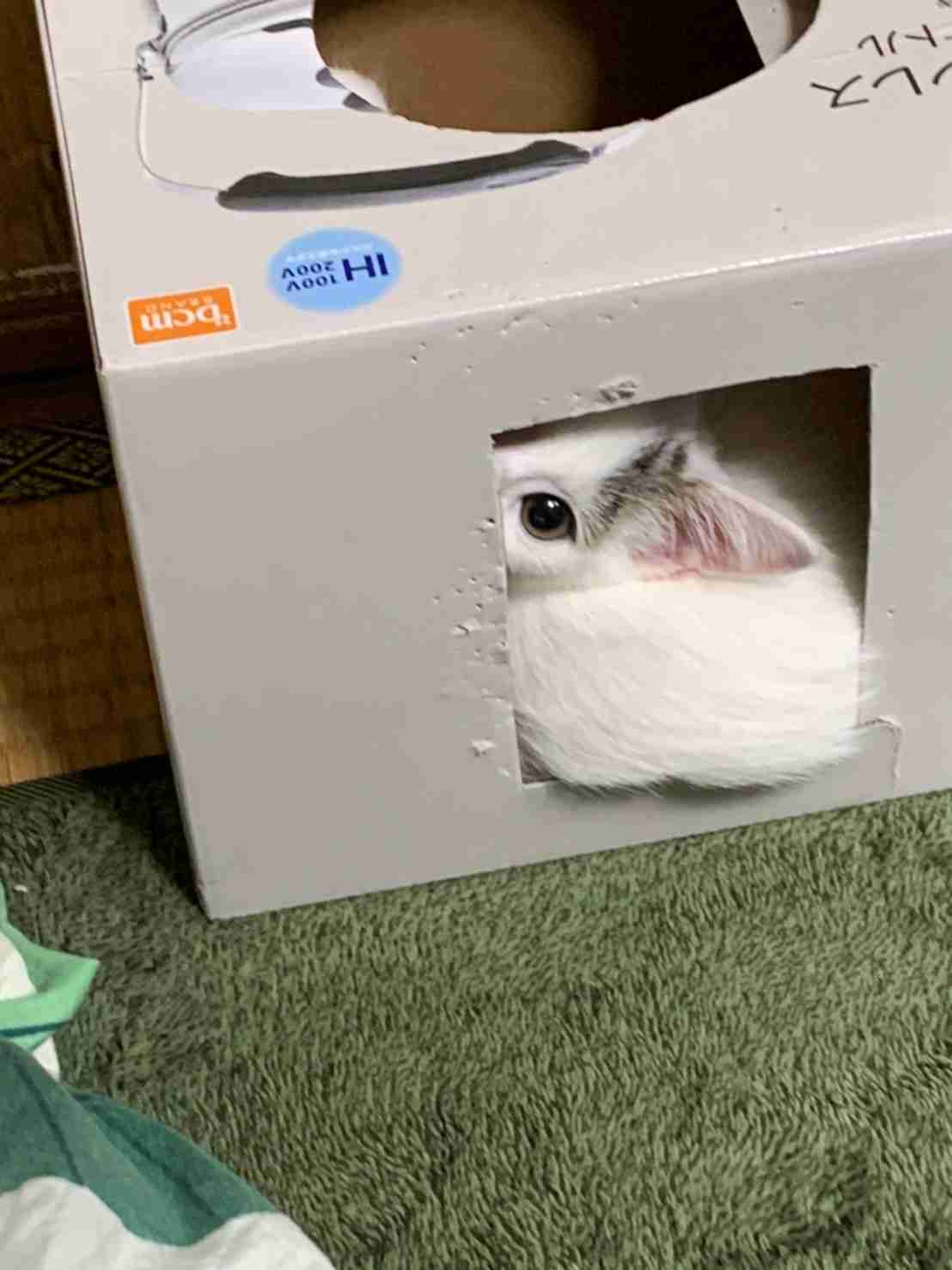 がるちゃん猫カフェ63号店 開店しました♪(初めての方も大歓迎!!)