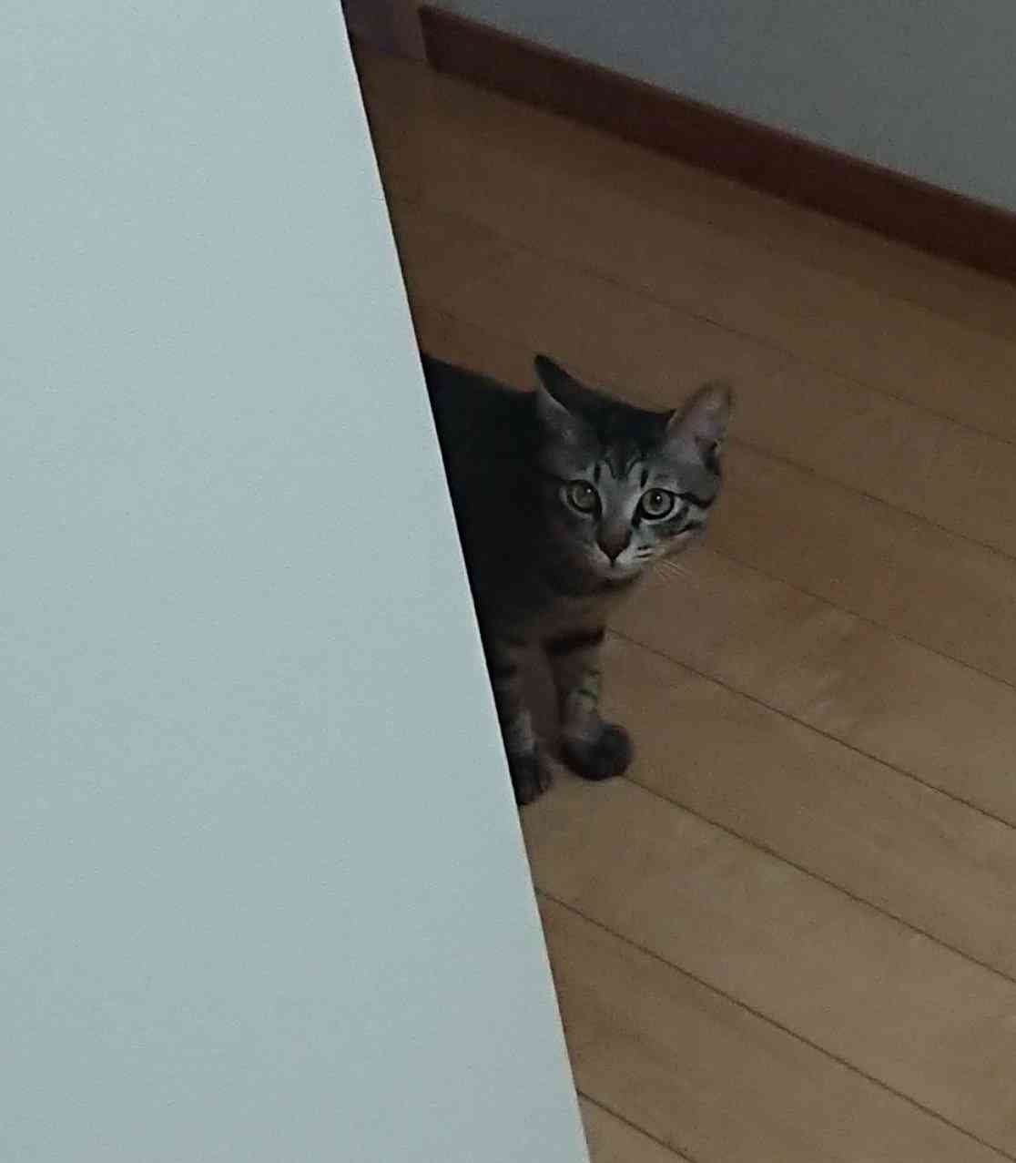 がるちゃん猫カフェ63号店 開店しました♪(初めての方も大歓迎!!)