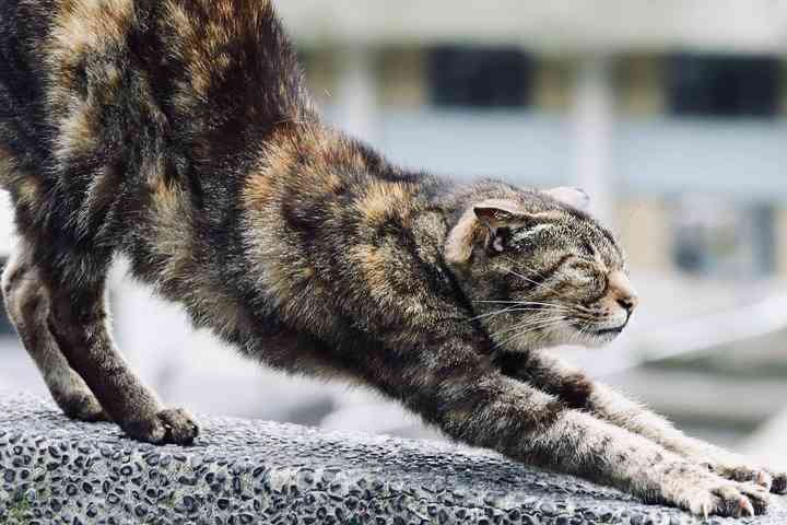 がるちゃん猫カフェ63号店 開店しました♪（初めての方も大歓迎!!）