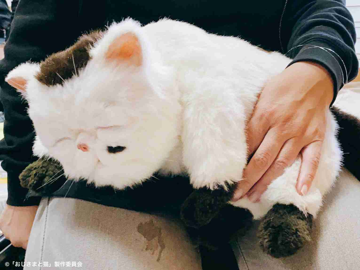 がるちゃん猫カフェ63号店 開店しました♪(初めての方も大歓迎!!)