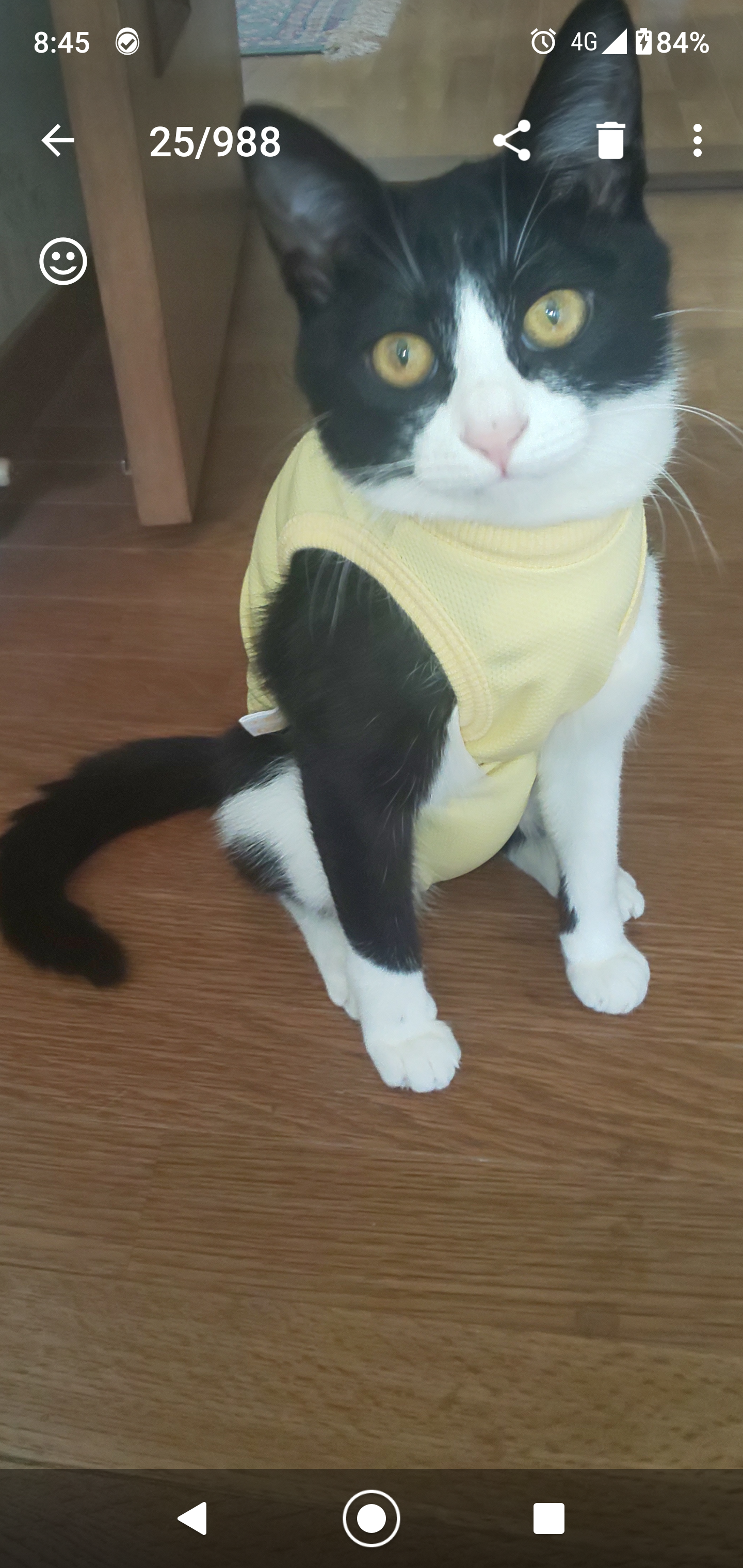 がるちゃん猫カフェ63号店 開店しました♪(初めての方も大歓迎!!)