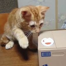 がるちゃん猫カフェ63号店 開店しました♪(初めての方も大歓迎!!)