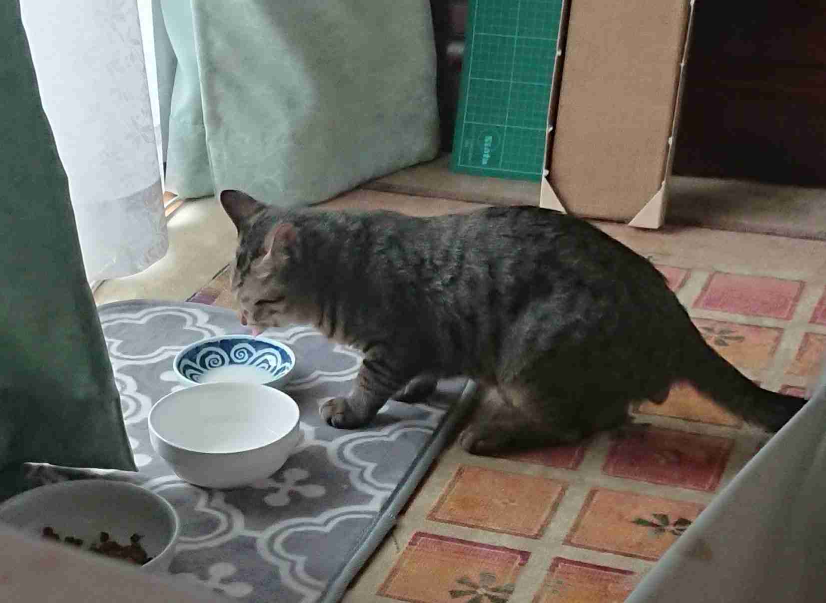 がるちゃん猫カフェ63号店 開店しました♪（初めての方も大歓迎!!）