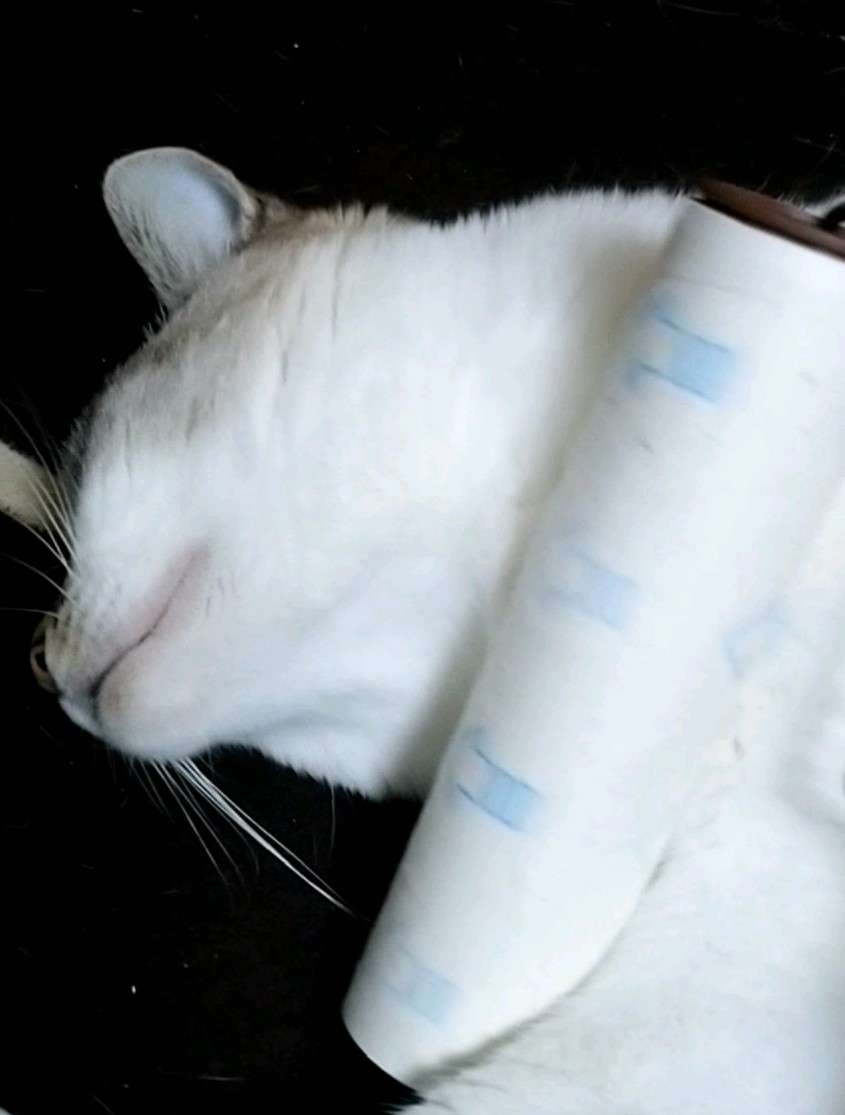 がるちゃん猫カフェ63号店 開店しました♪(初めての方も大歓迎!!)