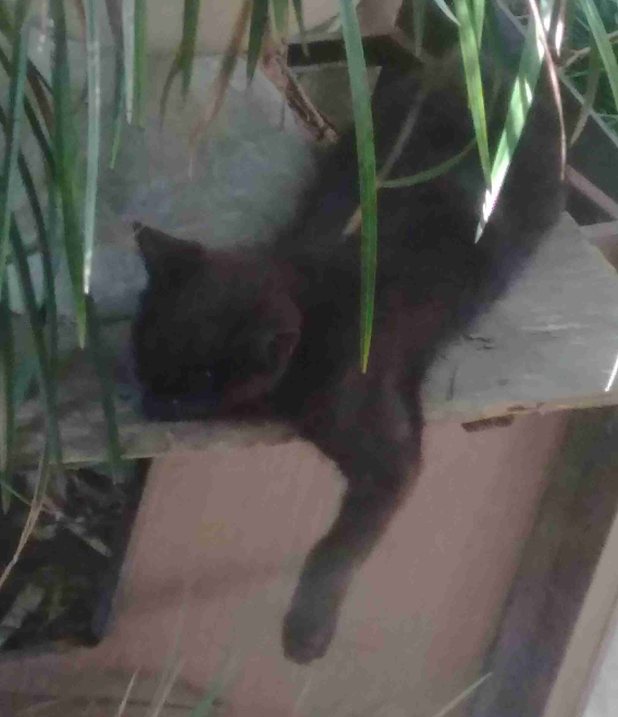 がるちゃん猫カフェ63号店 開店しました♪(初めての方も大歓迎!!)