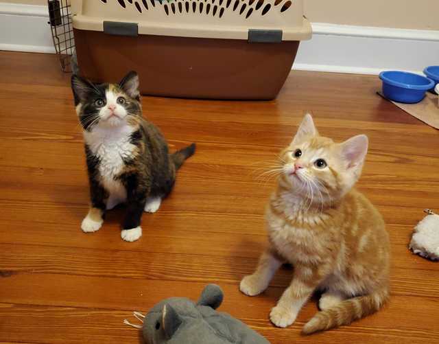 がるちゃん猫カフェ63号店 開店しました♪(初めての方も大歓迎!!)