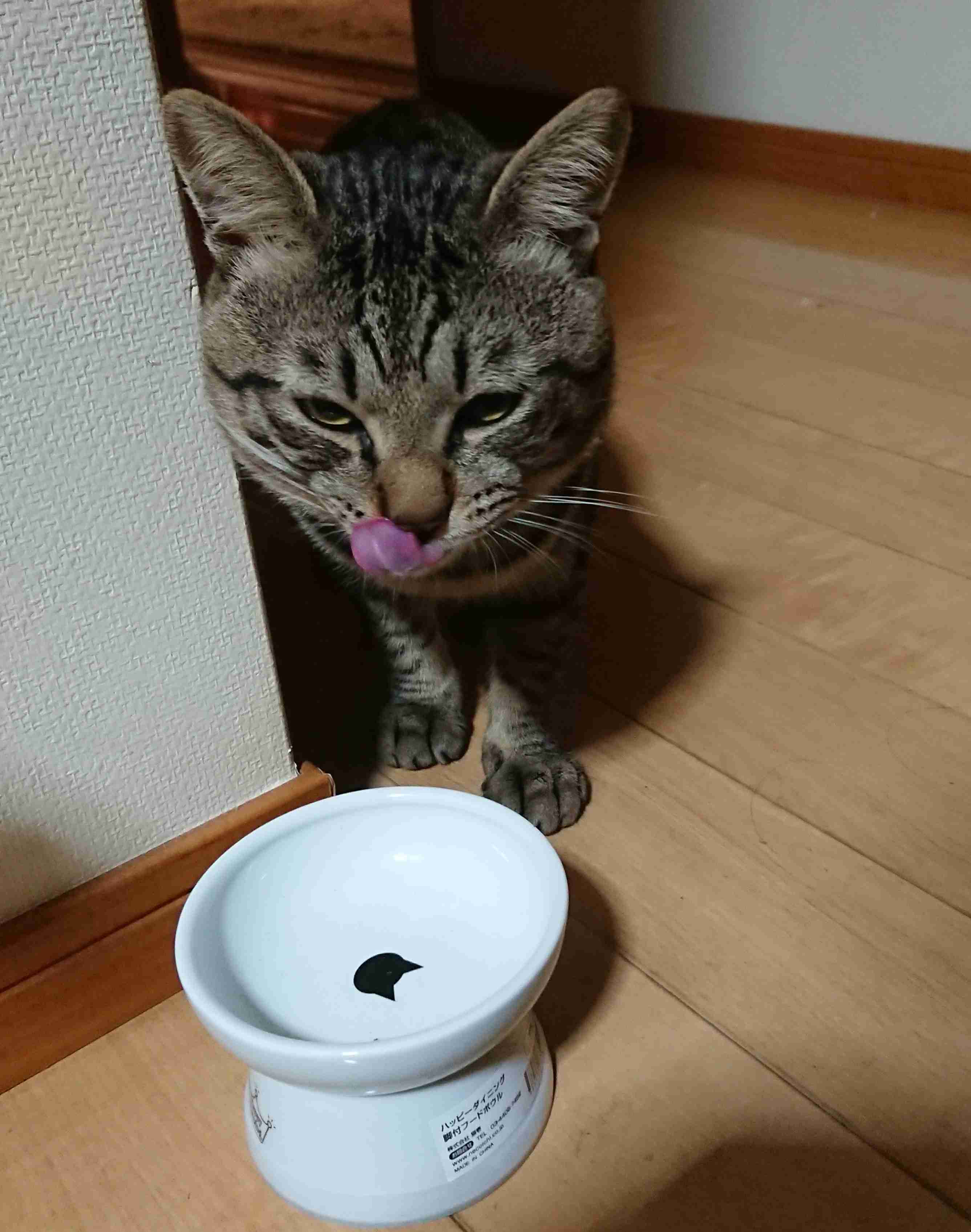 がるちゃん猫カフェ63号店 開店しました♪（初めての方も大歓迎!!）