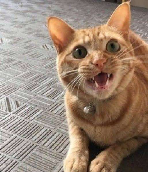 がるちゃん猫カフェ63号店 開店しました♪（初めての方も大歓迎!!）