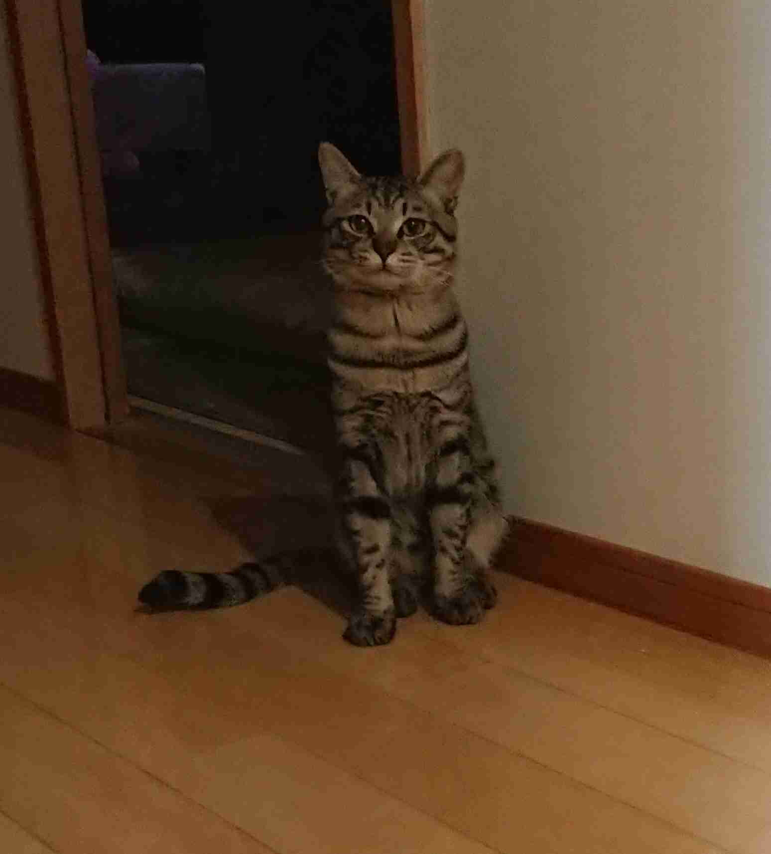 がるちゃん猫カフェ63号店 開店しました♪(初めての方も大歓迎!!)