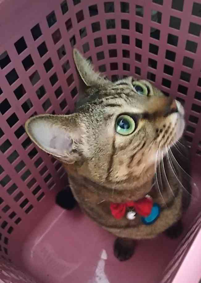 がるちゃん猫カフェ63号店 開店しました♪(初めての方も大歓迎!!)