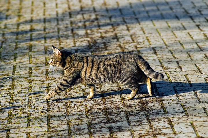 がるちゃん猫カフェ63号店 開店しました♪（初めての方も大歓迎!!）