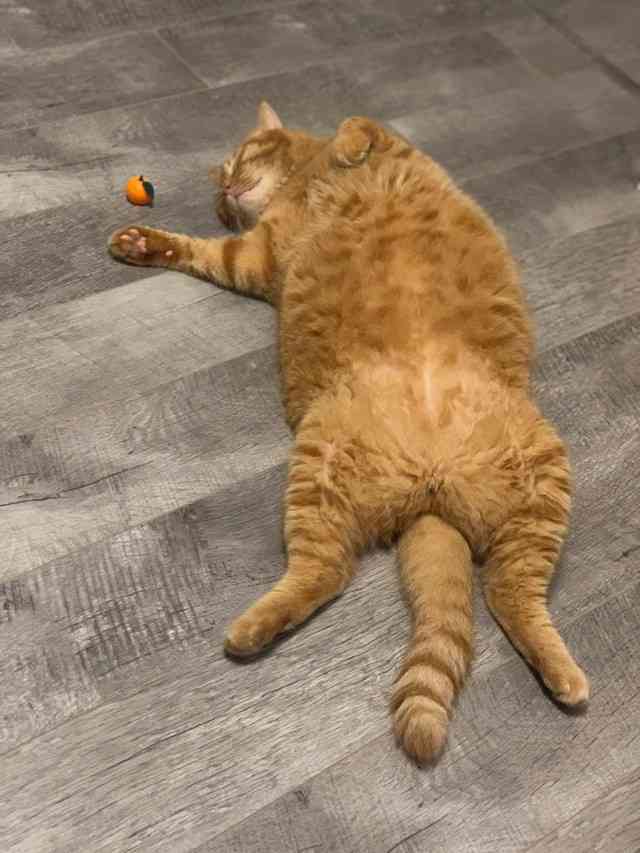 がるちゃん猫カフェ63号店 開店しました♪（初めての方も大歓迎!!）