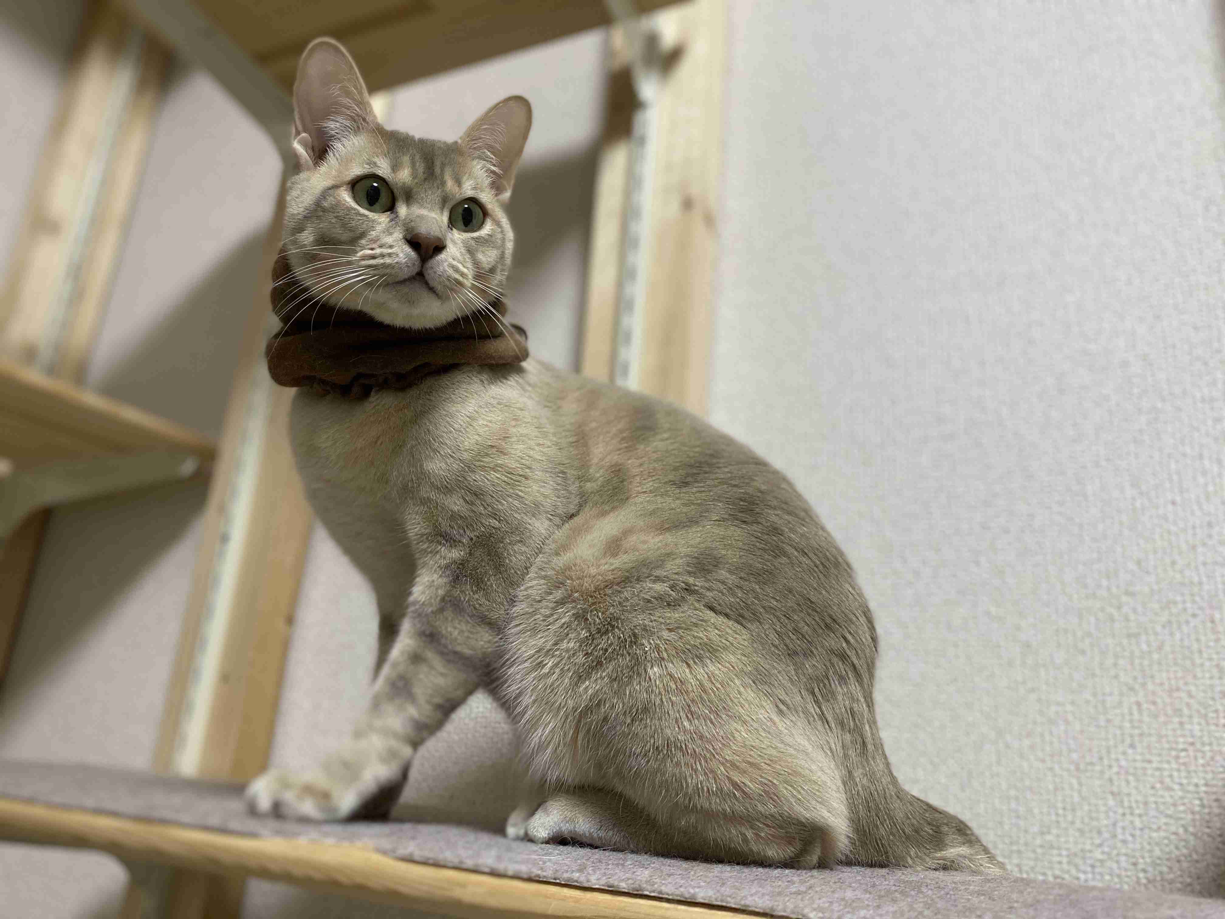 がるちゃん猫カフェ63号店 開店しました♪(初めての方も大歓迎!!)