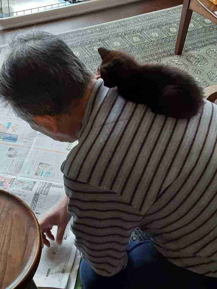 がるちゃん猫カフェ63号店 開店しました♪(初めての方も大歓迎!!)