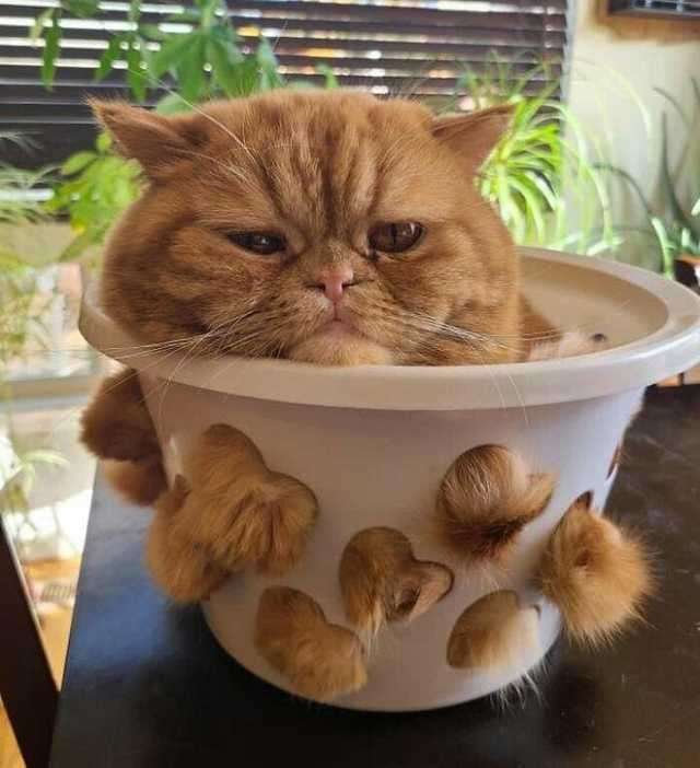 がるちゃん猫カフェ63号店 開店しました♪(初めての方も大歓迎!!)