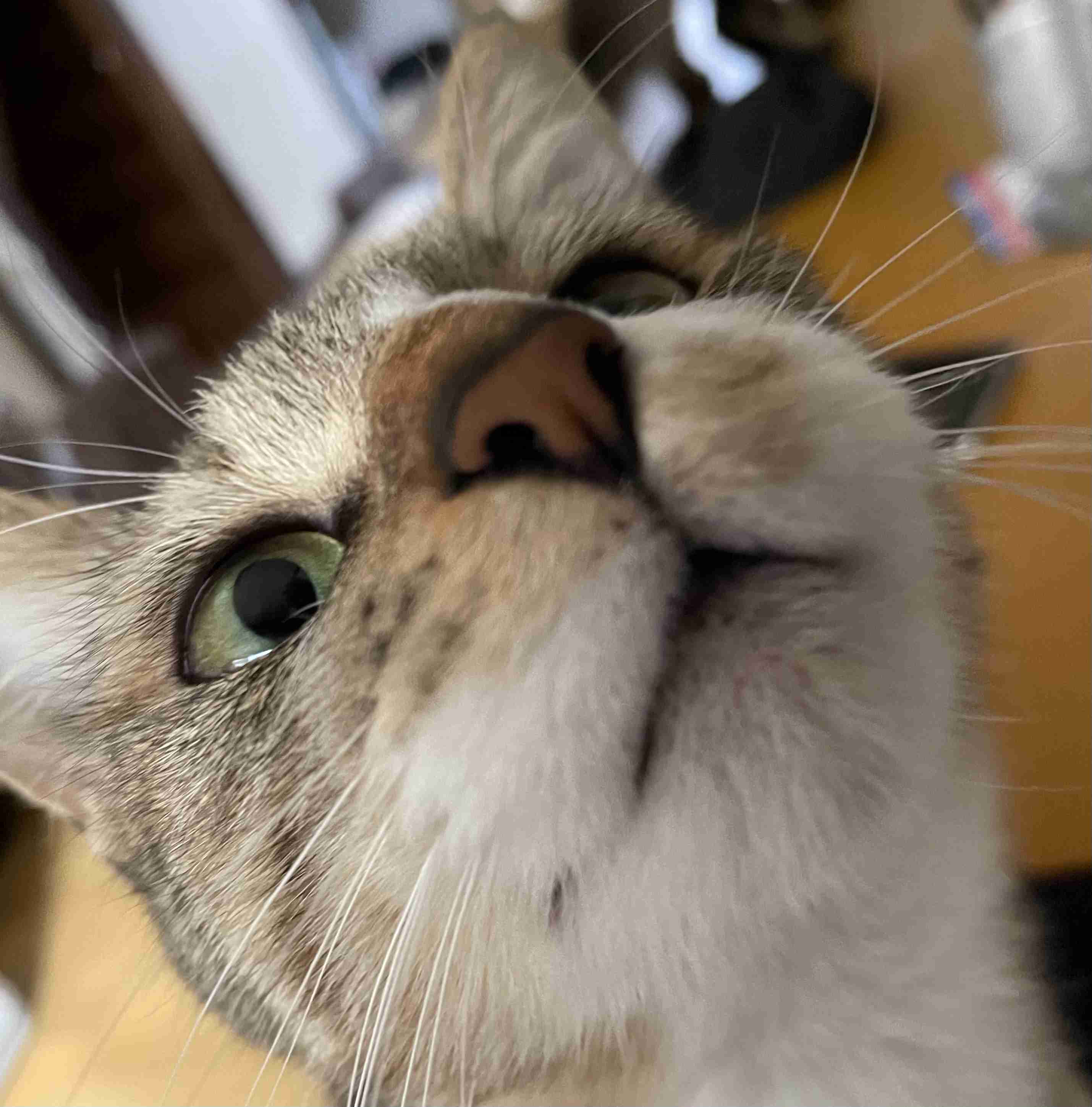 がるちゃん猫カフェ63号店 開店しました♪(初めての方も大歓迎!!)