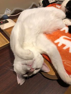 がるちゃん猫カフェ63号店 開店しました♪（初めての方も大歓迎!!）