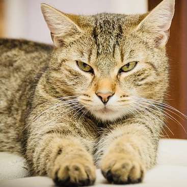 がるちゃん猫カフェ63号店 開店しました♪（初めての方も大歓迎!!）