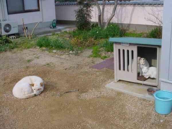 がるちゃん猫カフェ63号店 開店しました♪(初めての方も大歓迎!!)