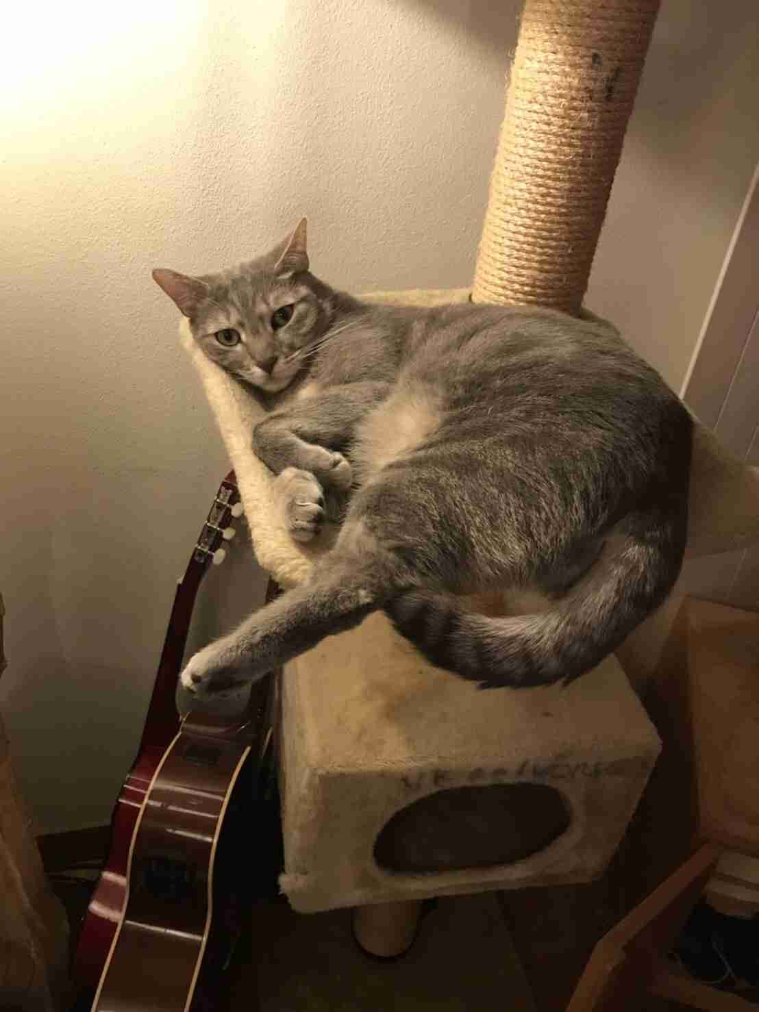 がるちゃん猫カフェ63号店 開店しました♪(初めての方も大歓迎!!)