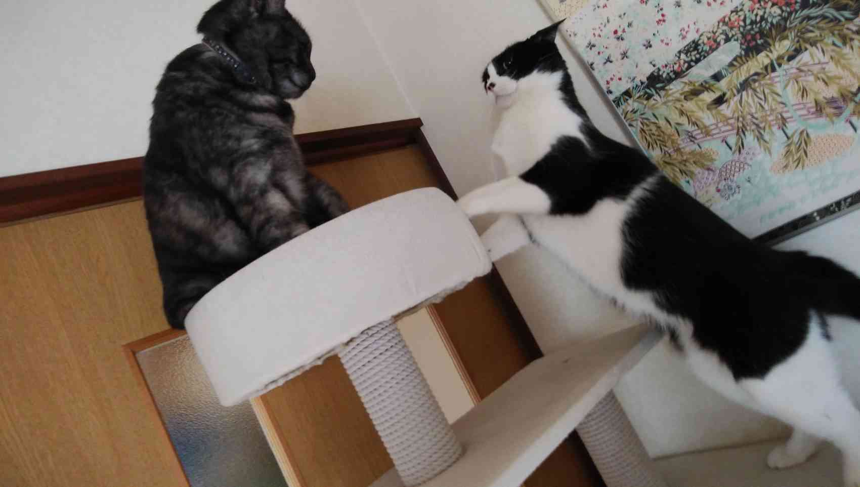 がるちゃん猫カフェ63号店 開店しました♪(初めての方も大歓迎!!)