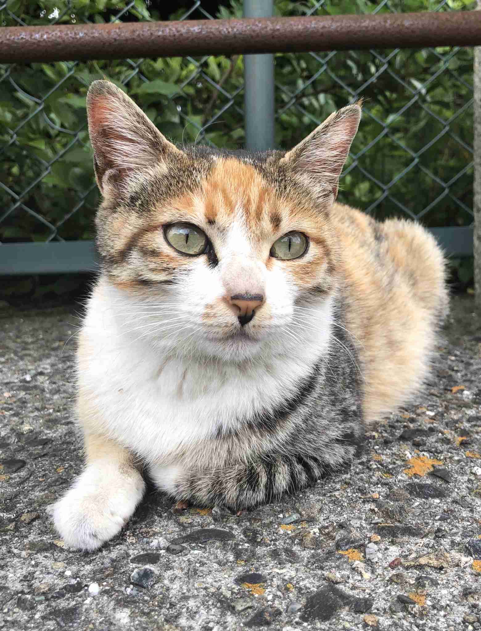 がるちゃん猫カフェ63号店 開店しました♪(初めての方も大歓迎!!)