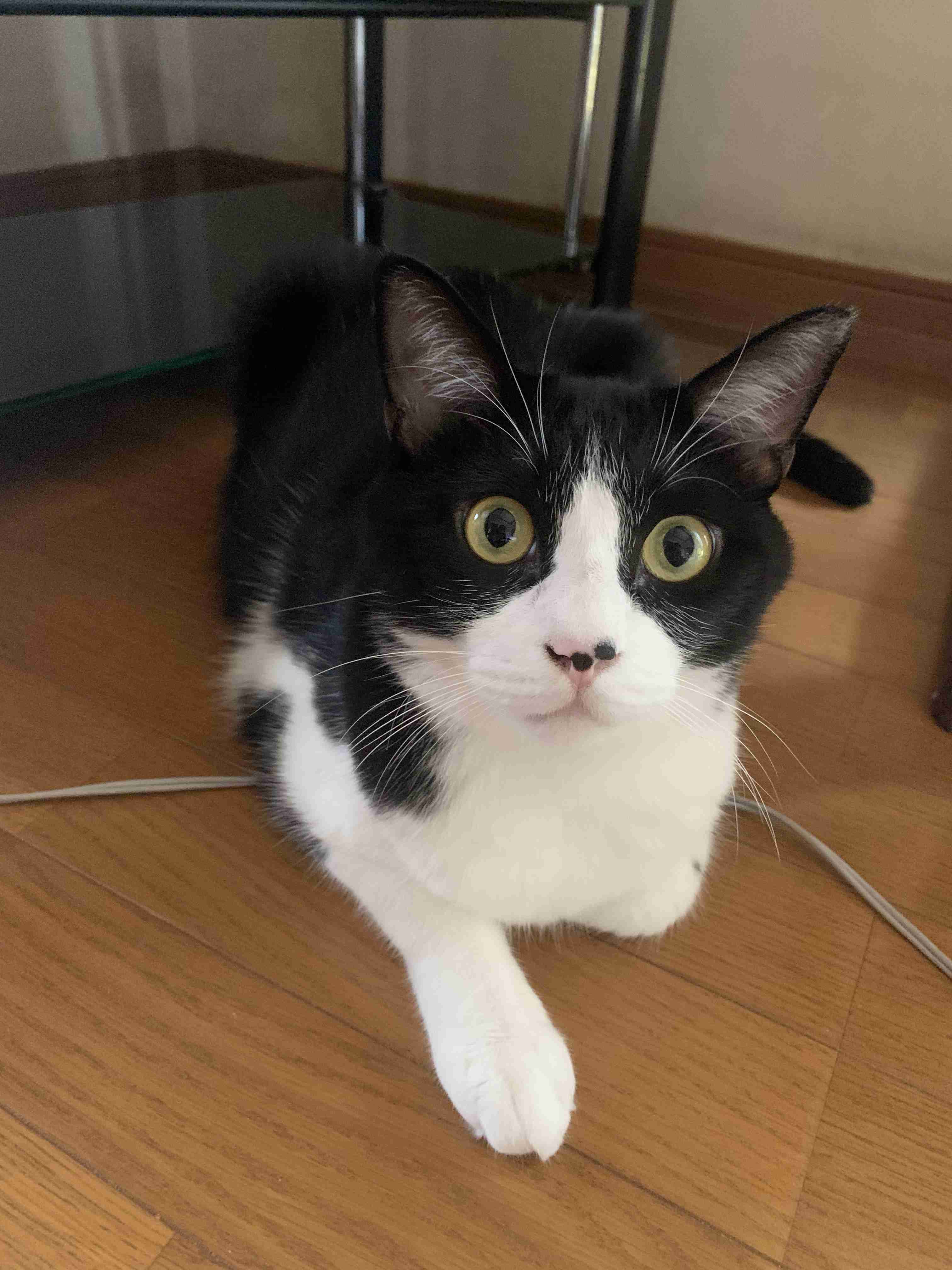 がるちゃん猫カフェ63号店 開店しました♪（初めての方も大歓迎!!）
