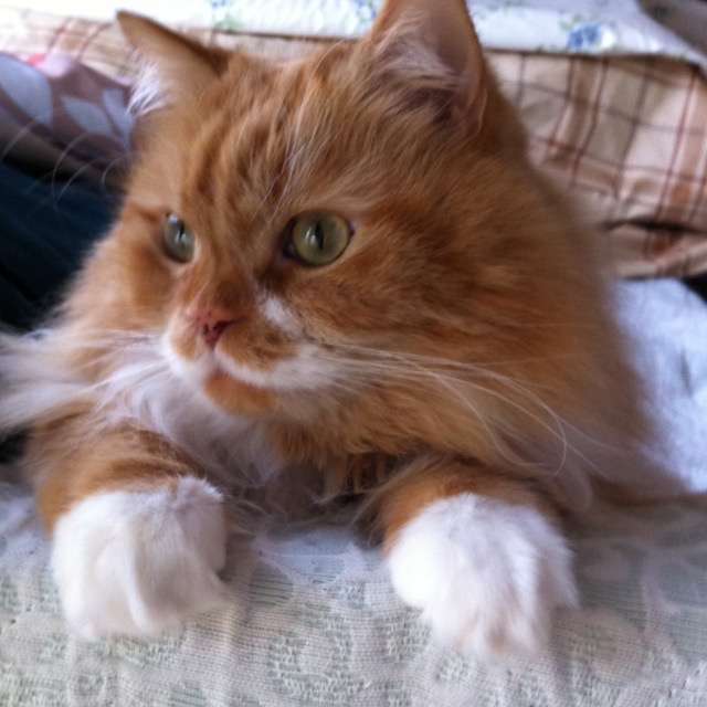 がるちゃん猫カフェ63号店 開店しました♪(初めての方も大歓迎!!)