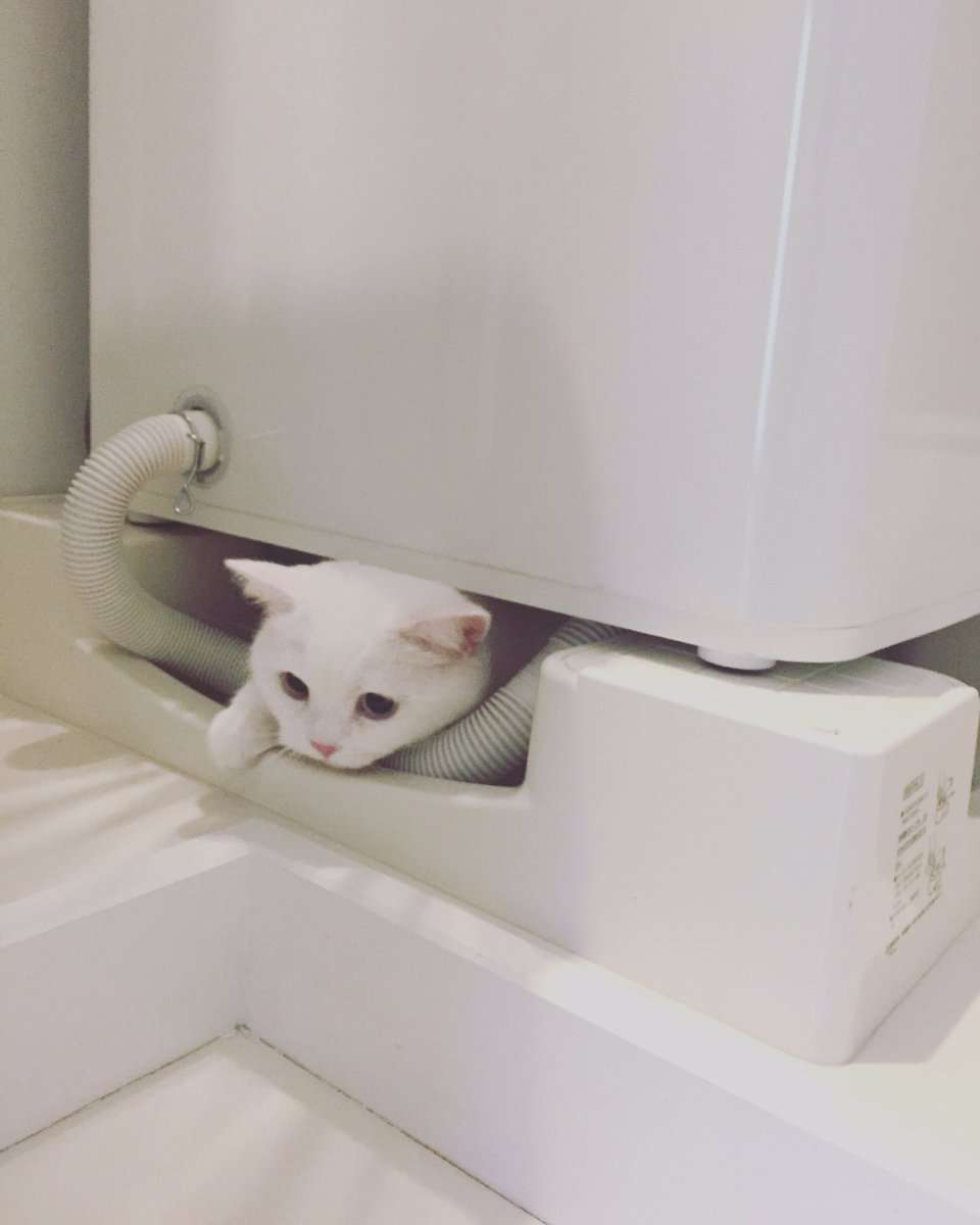 がるちゃん猫カフェ63号店 開店しました♪(初めての方も大歓迎!!)