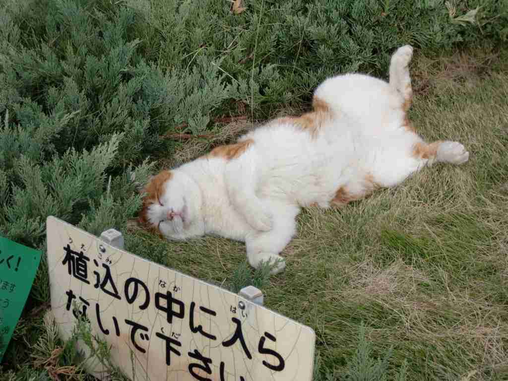 がるちゃん猫カフェ63号店 開店しました♪(初めての方も大歓迎!!)