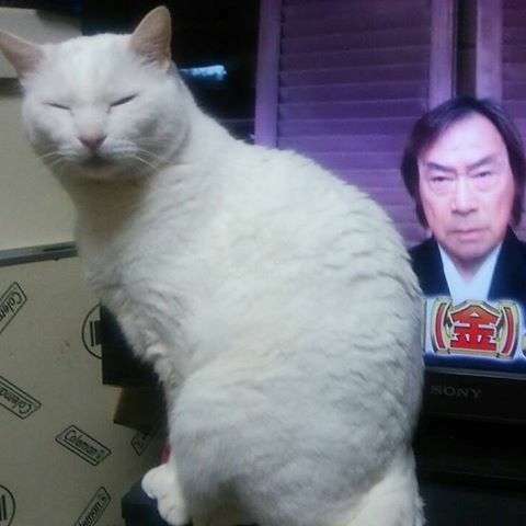 武田鉄矢の画像を貼って雑談するトピPart5