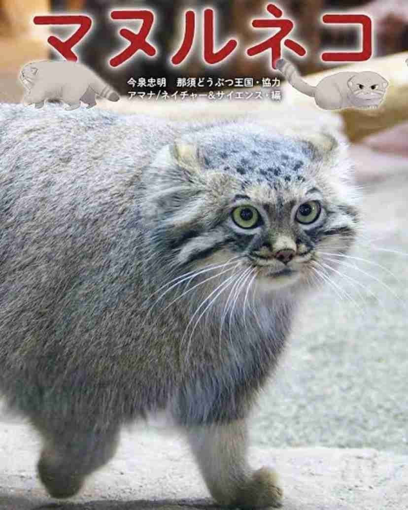 上野動物園に双子のマヌルネコが誕生　興味深そうに見つめる生後2ヵ月の愛らしい姿公開