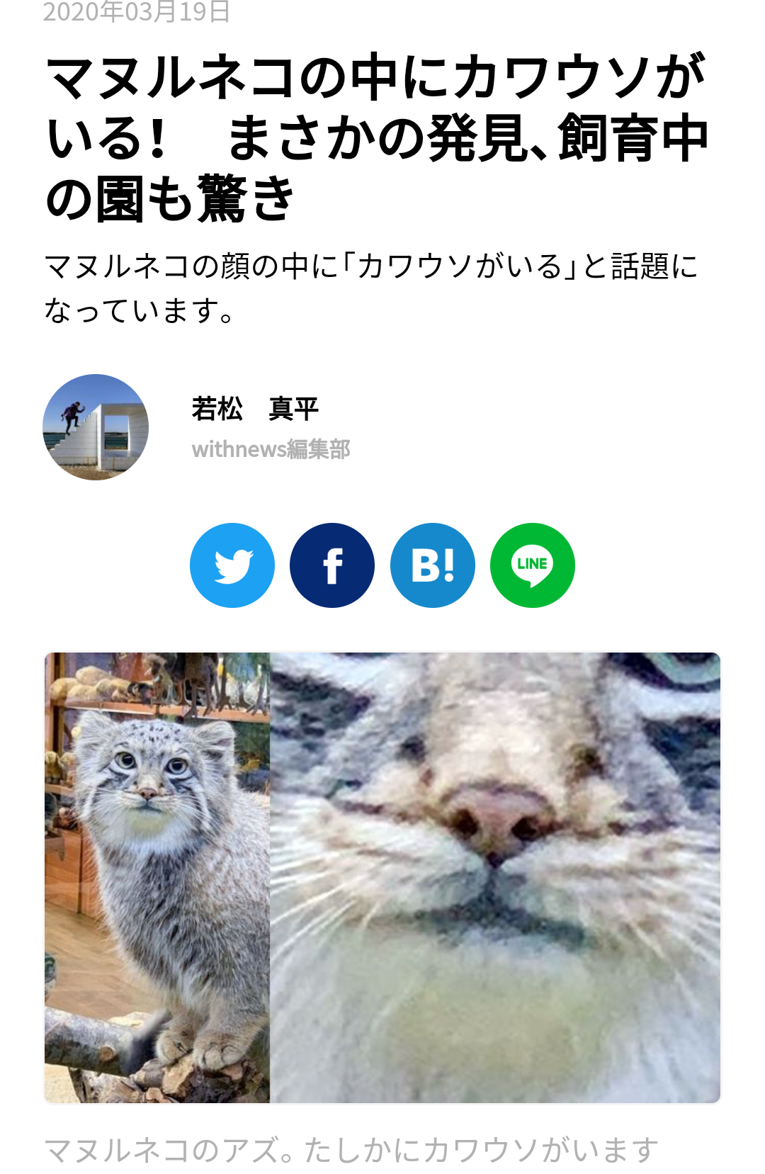 上野動物園に双子のマヌルネコが誕生　興味深そうに見つめる生後2ヵ月の愛らしい姿公開