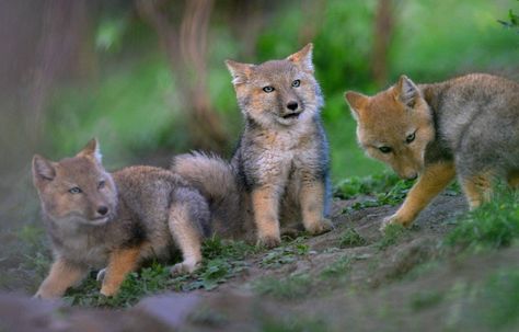 上野動物園に双子のマヌルネコが誕生　興味深そうに見つめる生後2ヵ月の愛らしい姿公開