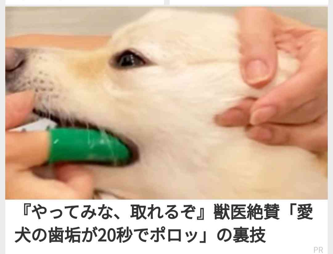 フォルダに保存してある画像で絶対に笑ってはいけないガルちゃん・2