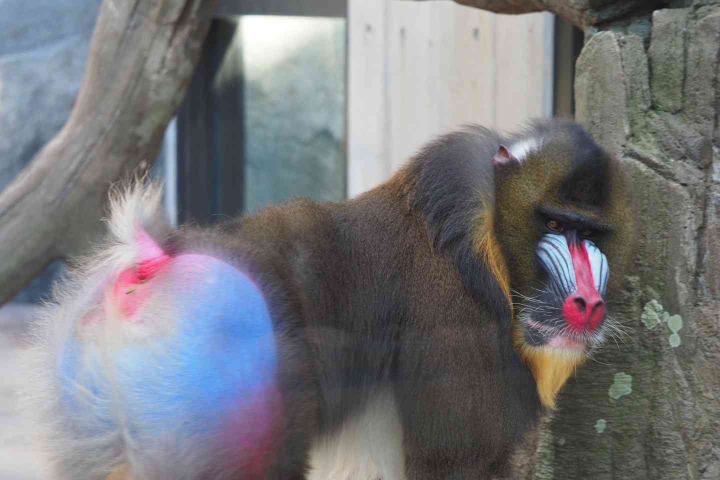 フォルダに保存してある画像で絶対に笑ってはいけないガルちゃん・2