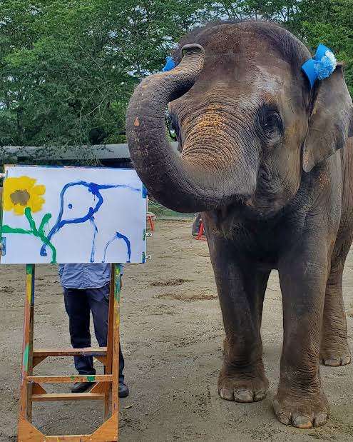 タイのゾウは日本のクマより強烈　食料ほしさに壁を壊して民家に侵入