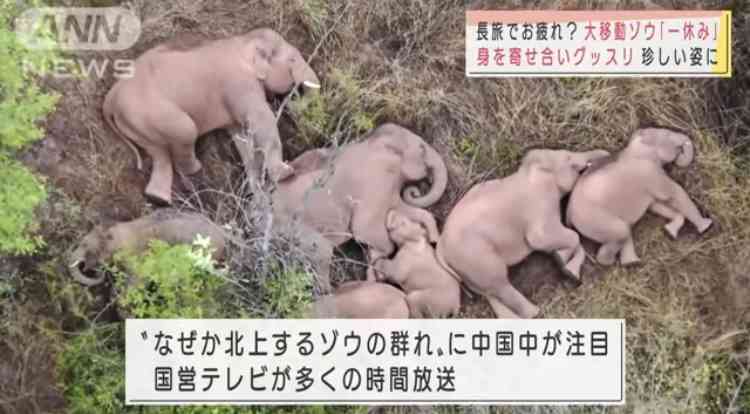 タイのゾウは日本のクマより強烈　食料ほしさに壁を壊して民家に侵入