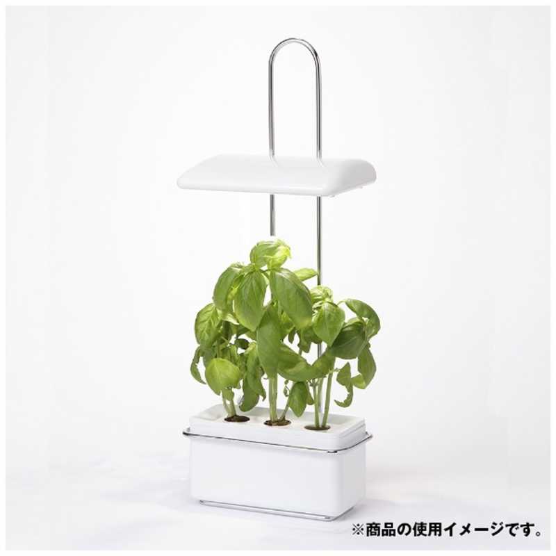 マンションでも出来る家庭菜園