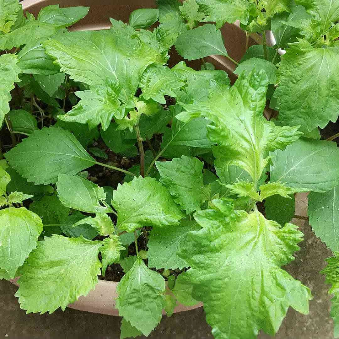 マンションでも出来る家庭菜園
