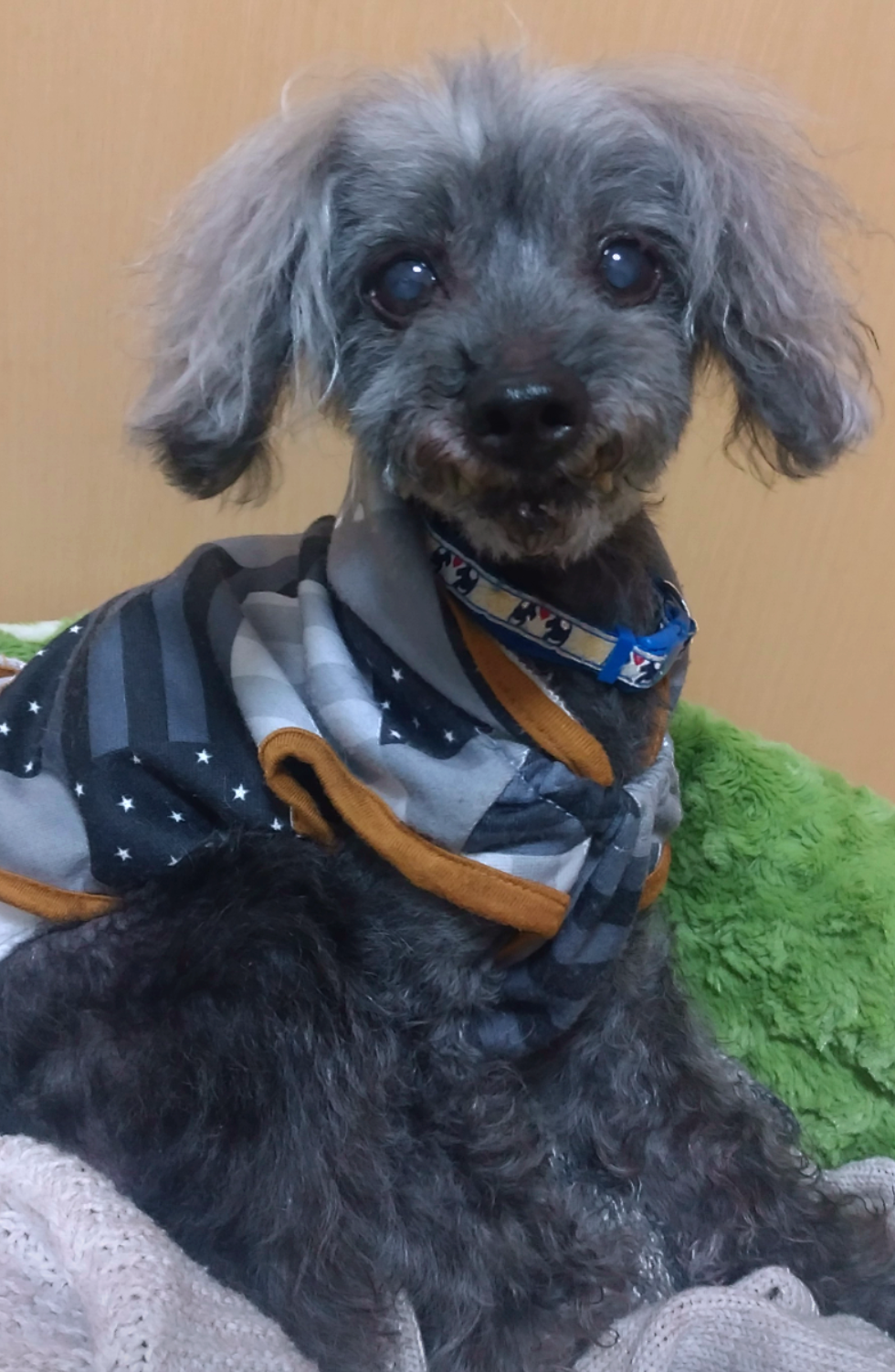 我が家の犬が一番!犬が大好きな方!
