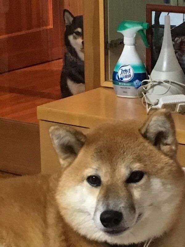 我が家の犬が一番!犬が大好きな方!