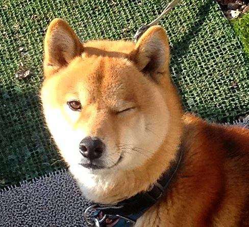 我が家の犬が一番!犬が大好きな方!