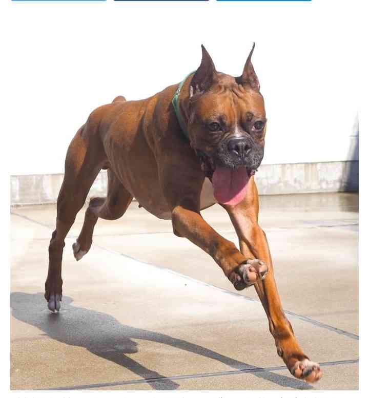 我が家の犬が一番!犬が大好きな方!