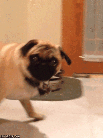 我が家の犬が一番!犬が大好きな方!