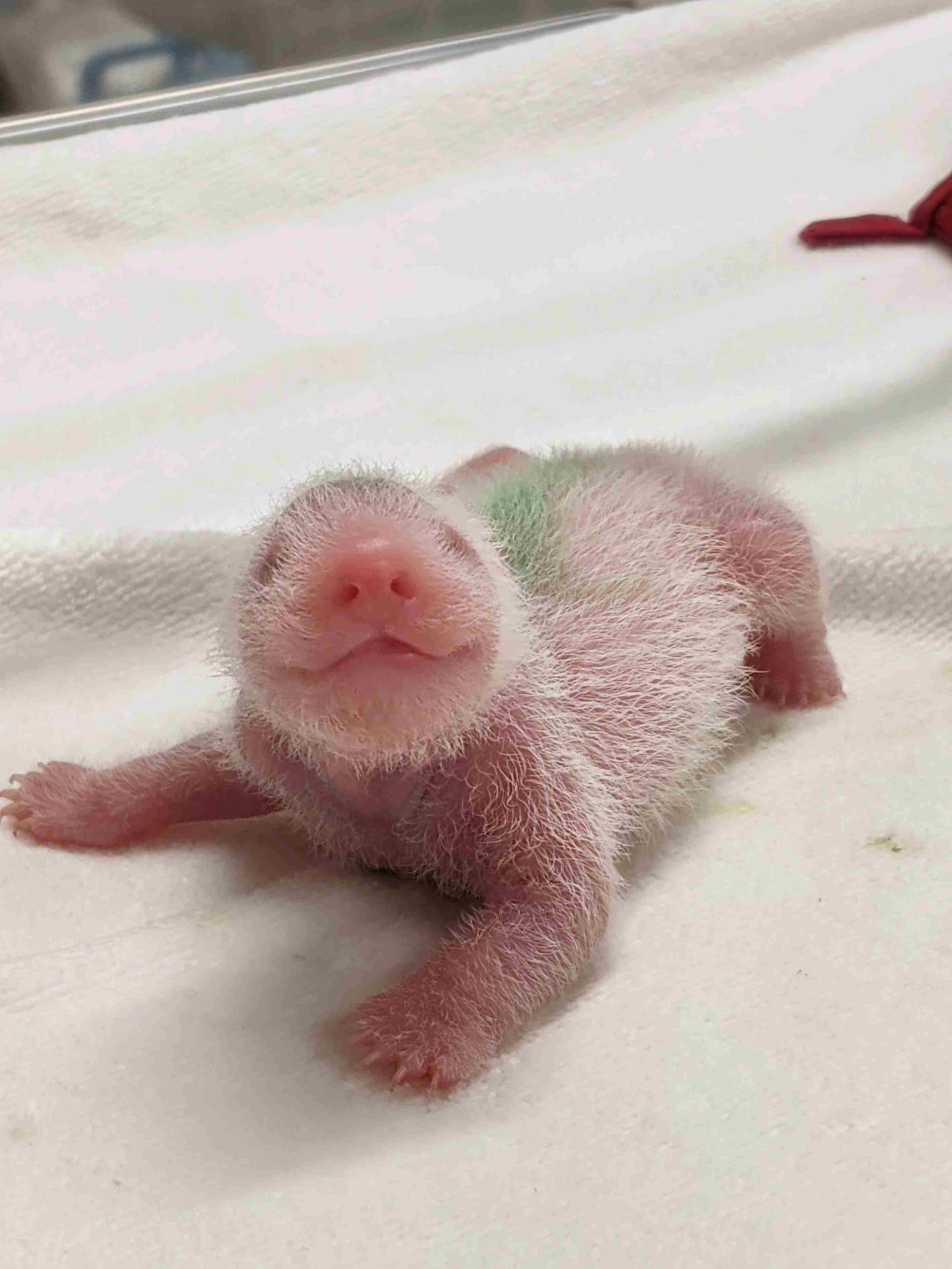 セキュリティー最強か?ベランダで野生のライオンの群れがたむろう家(南アフリカ)