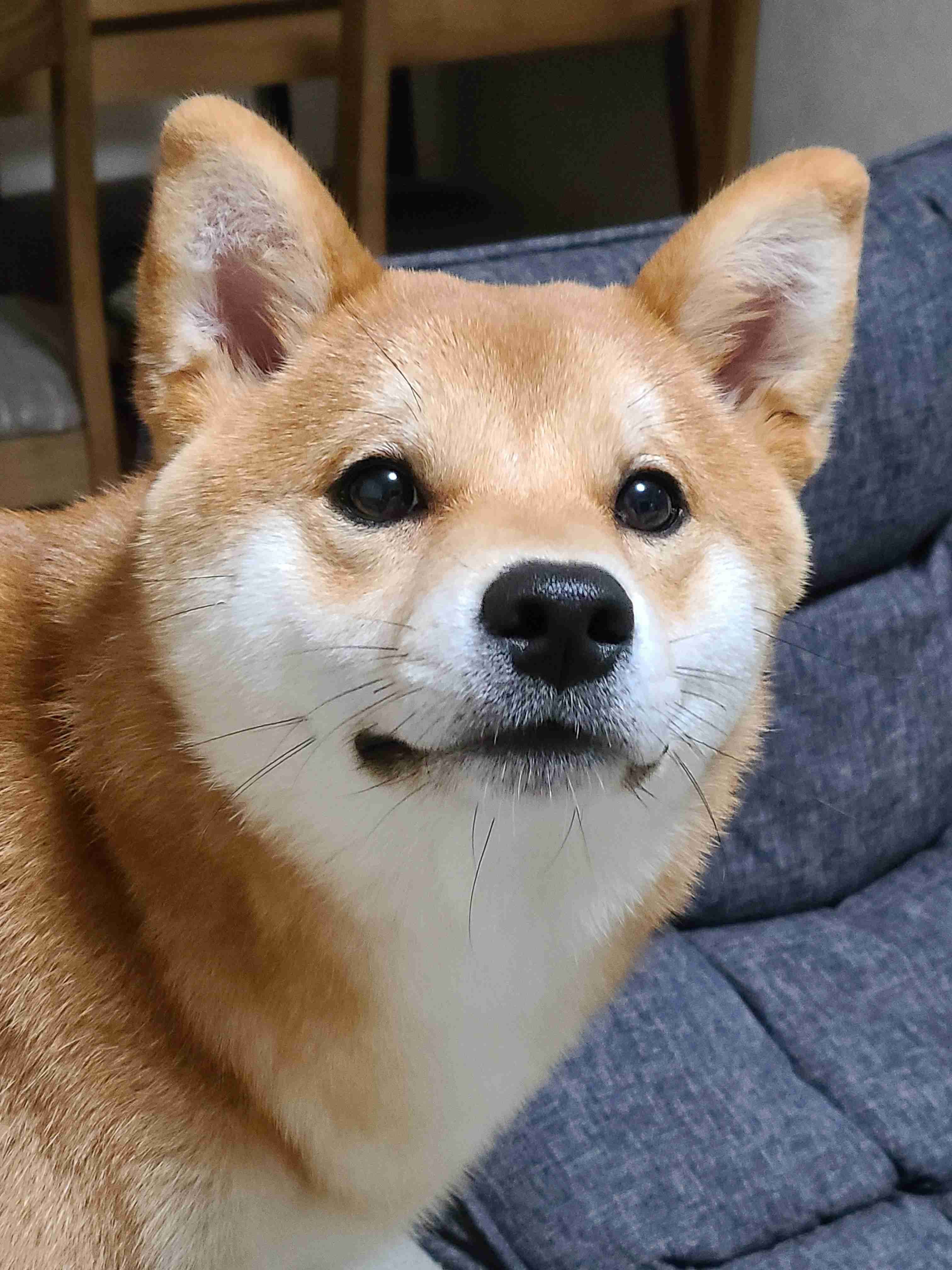 動物が好き過ぎてツラい…