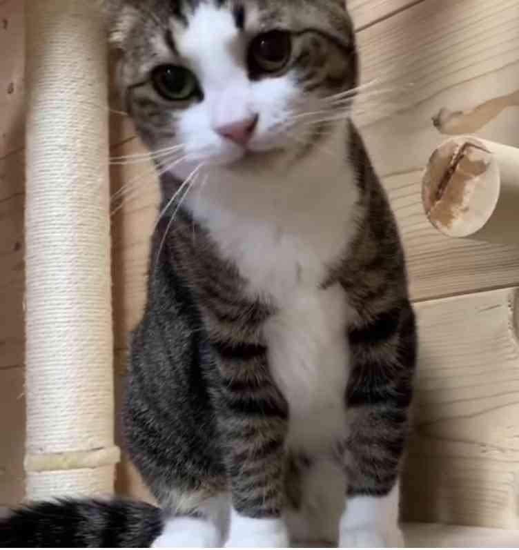 動物が好き過ぎてツラい…