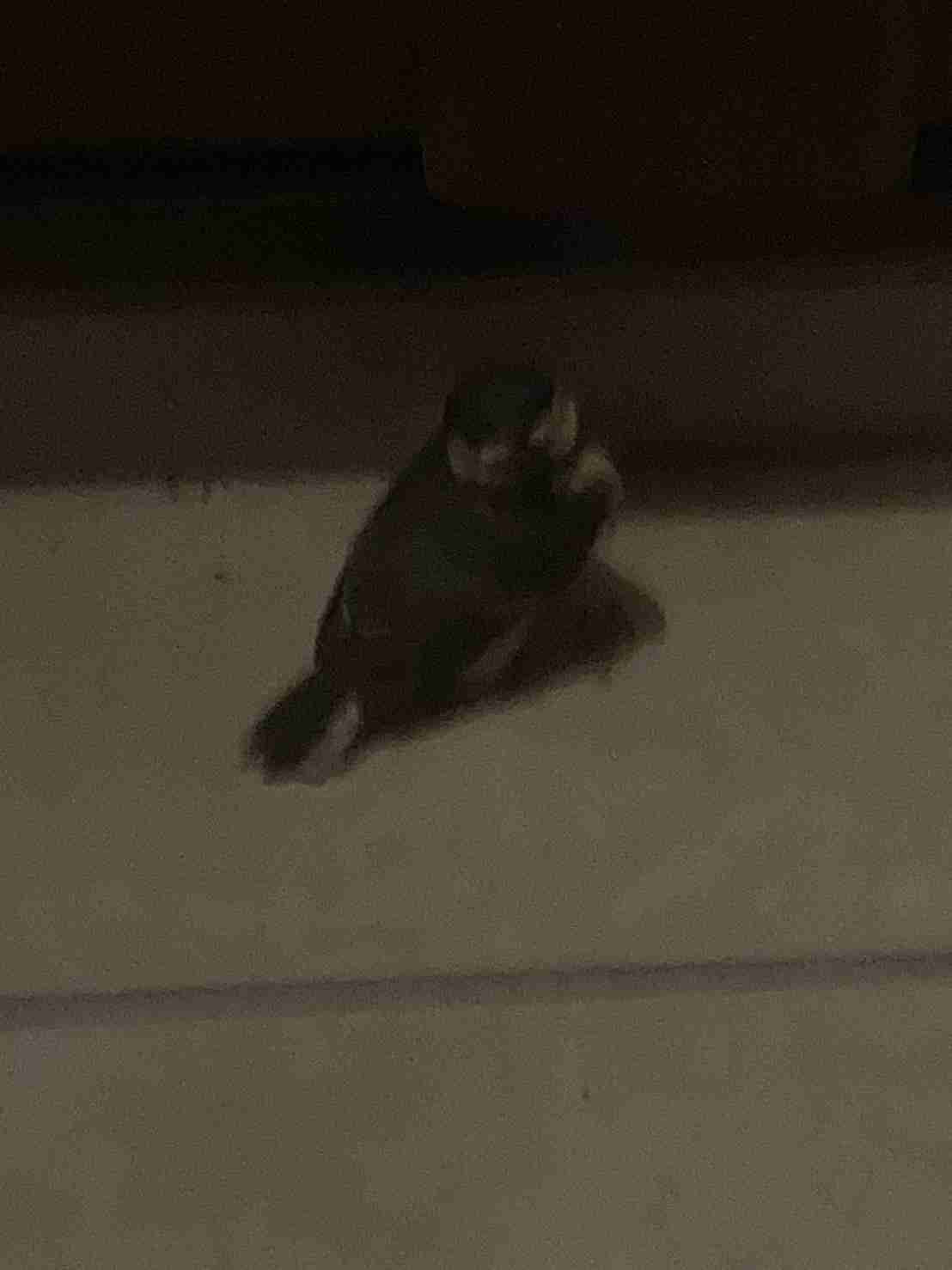 動物が好き過ぎてツラい…
